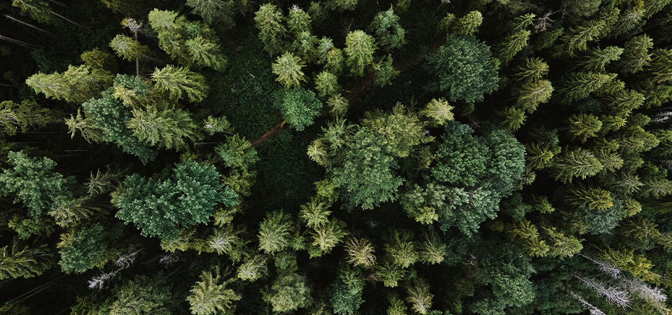 Trees From Above